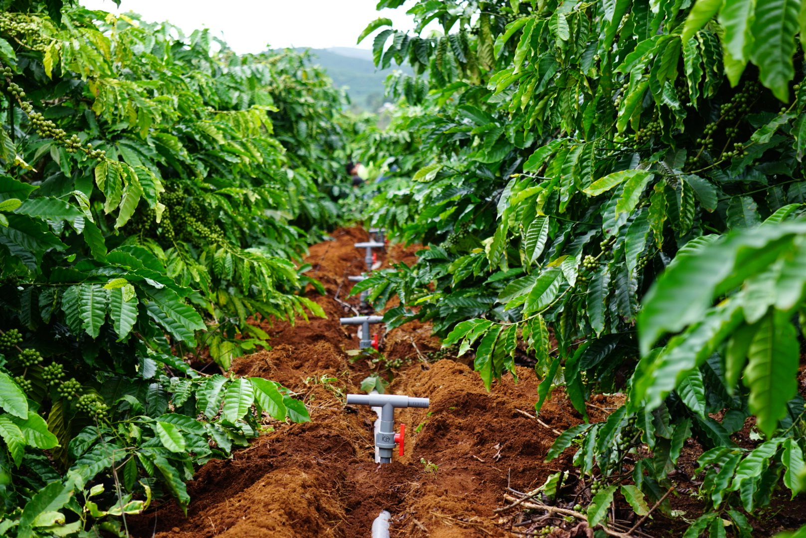 Tưới nước tiết kiệm  Giải pháp nâng cao hiệu quả kinh tế môi trường trong  sản xuất cà phê bền vững ở Tây Nguyên  Viện Khoa Học Kỹ Thuật Nông