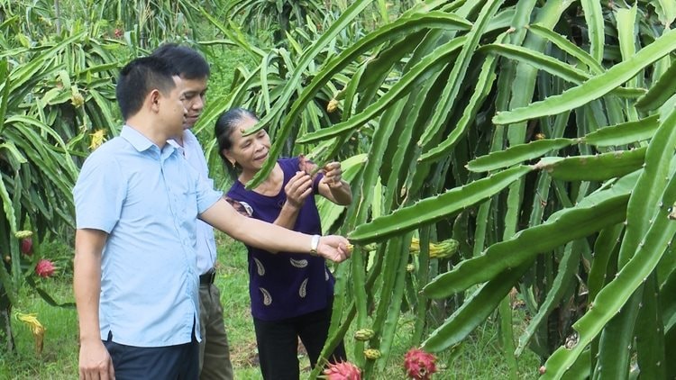 anh-2-mo-hinh-trong-thanh-long-o-xa-xuan-binh-huyen-nhu-xuan..jpg