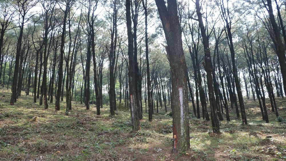 Hà Tĩnh ứng phó BĐKH: Phát triển rừng theo tiêu chuẩn FSC