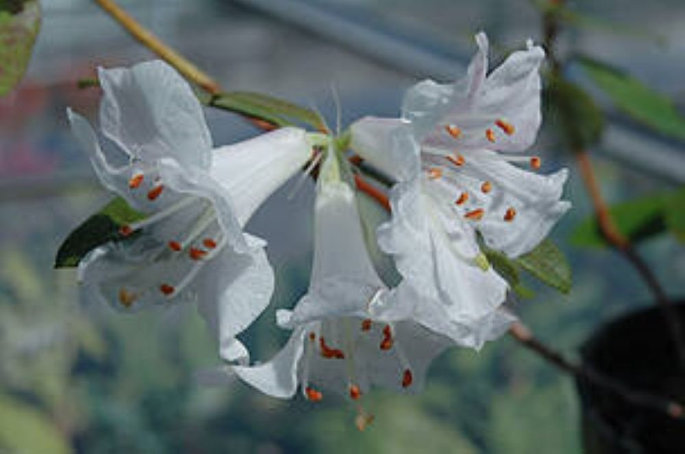 clean_rhododendron_tephropeploides_____richard_baines_1_765618(1).jpg