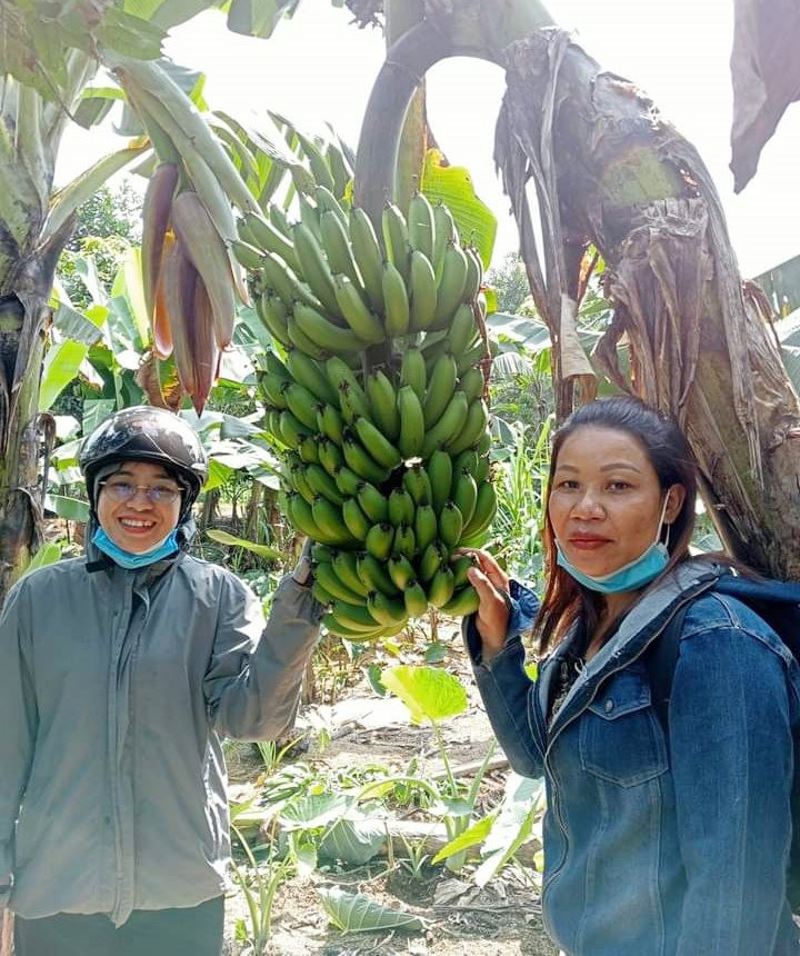 Cà Mau Hiệu quả từ mô hình trồng chuối ở vùng rừng U Minh Hạ  Ảnh thời sự  trong nước  Kinh tế  Thông tấn xã Việt Nam TTXVN