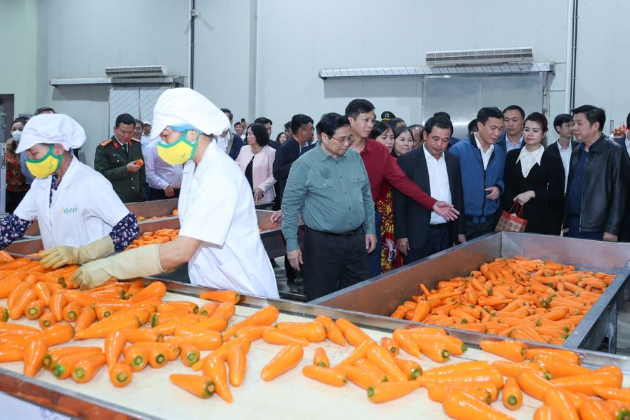 Thủ tướng xuống đồng cấy lúa, thu hoạch cà rốt cùng nông dân- Ảnh 8.