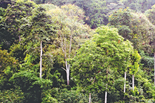 Tăng cường công tác quản lý, bảo vệ và phát triển rừng- Ảnh 1.