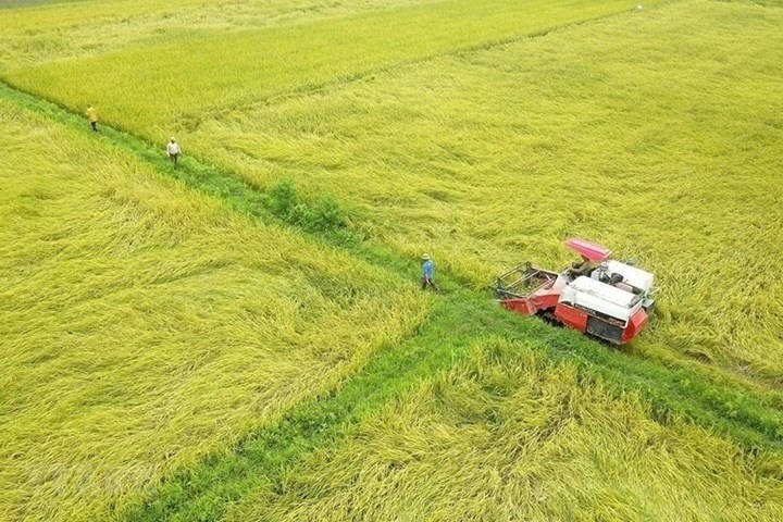 Hoàn thiện dự thảo Nghị định về đất trồng lúa: phải đánh giá tác động kỹ lưỡng, lấy ý kiến đối tượng bị tác động- Ảnh 1.