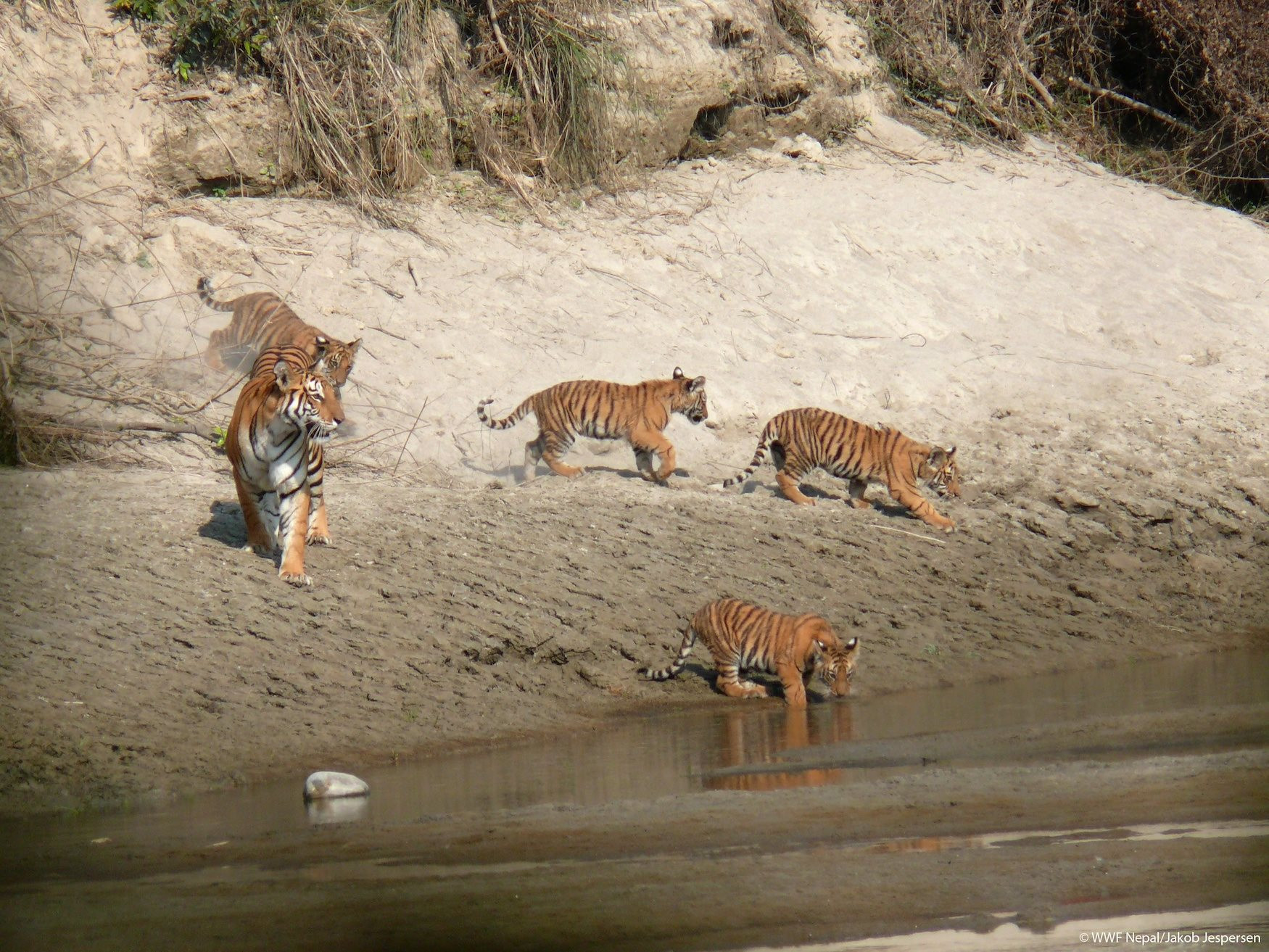 20230101_wwf_world-restoration-flagship-terai-arc-landscape_nepal-_jakob-jespersen.jpg