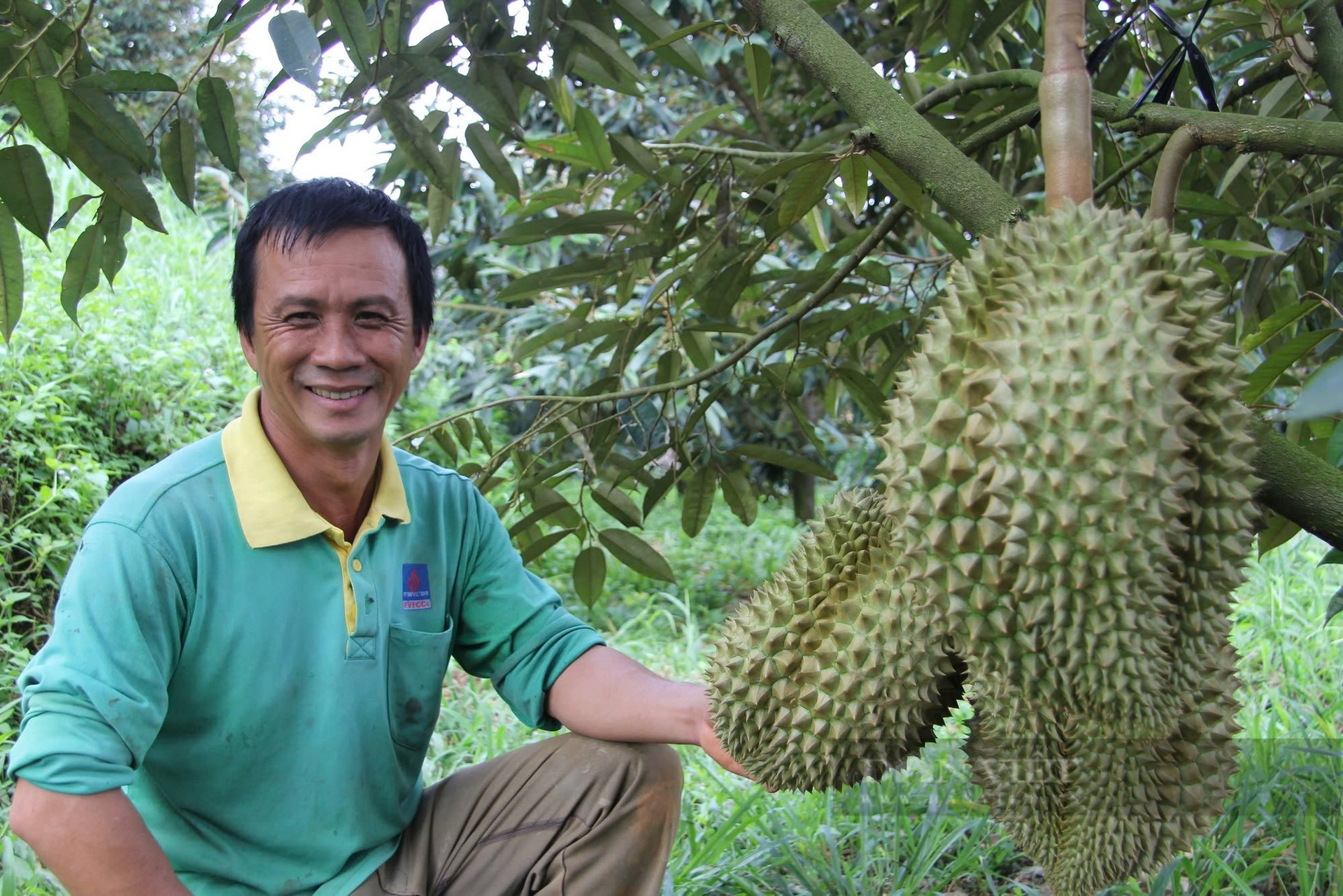 sau-rieng-da-tro-thanh-cay-trong-noi-bat-mang-lai-gia-tri-kinh-te-cao.-anh-duc-cuong.jpg