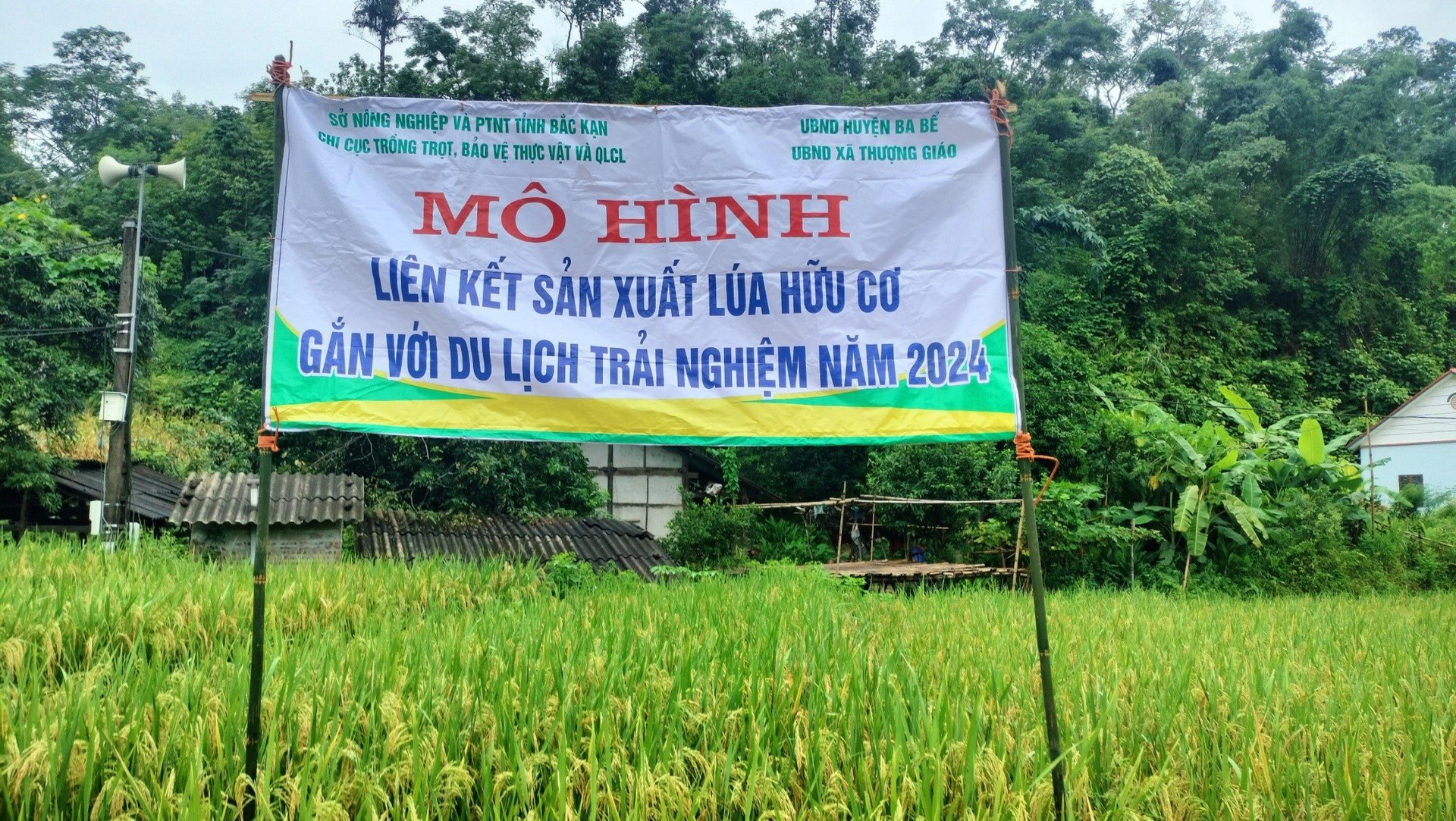 mo-hinh-lua-huu-co-o-bac-can.jpg