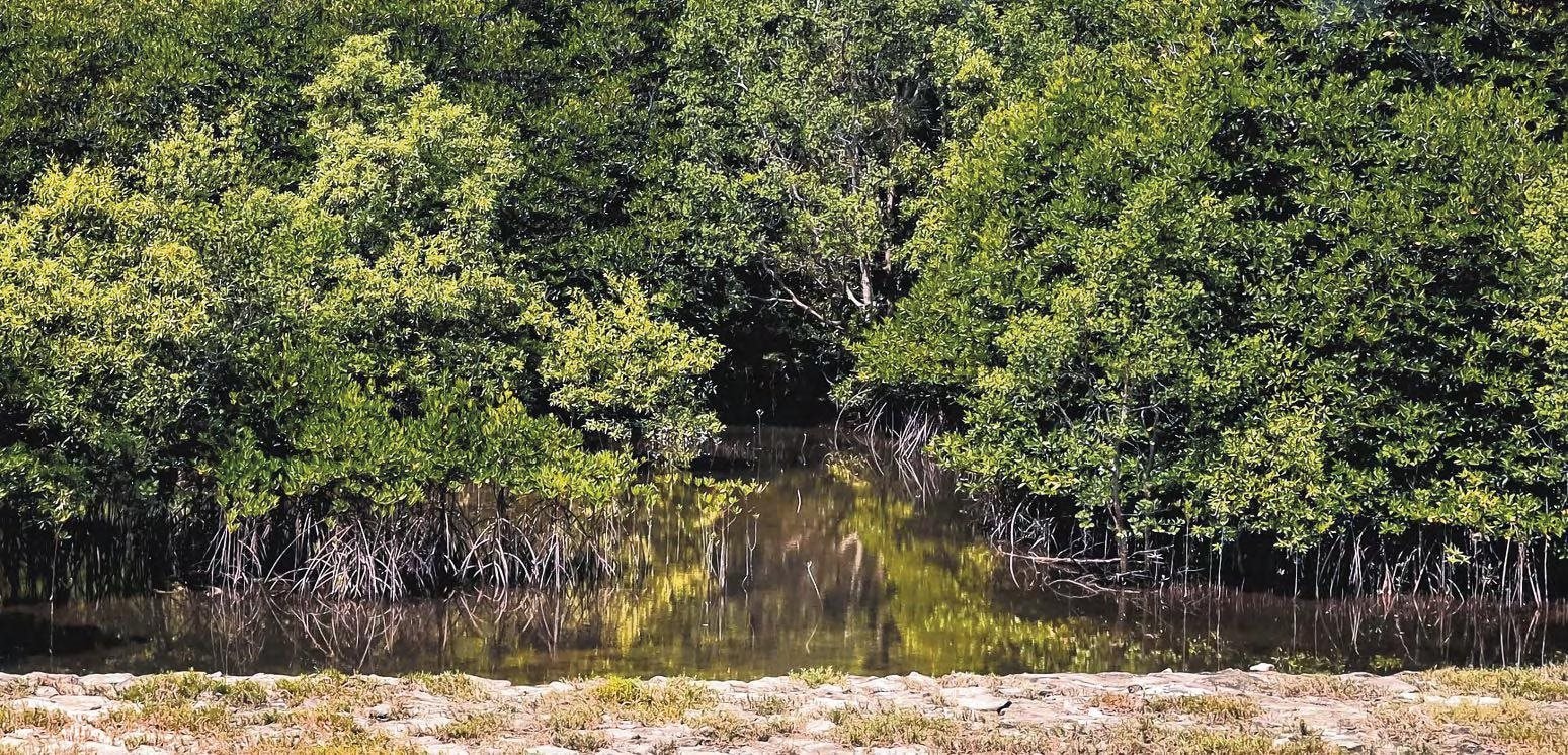 planted-mangroves-cant-match-natural-forests-in-carbon-storage.jpg