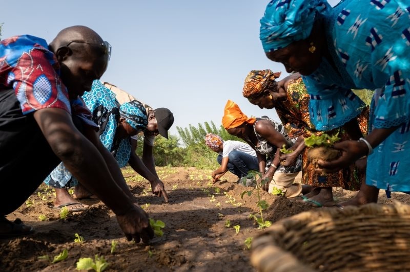 20231113_unep_decade-on-ecosystem-restoration_forest-gardens_senegal_todd-brown_33.jpg