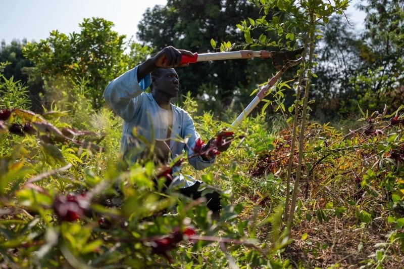 20231116_unep_decade-on-ecosystem-restoration_forest-gardens_senegal_todd-brown_4.jpg