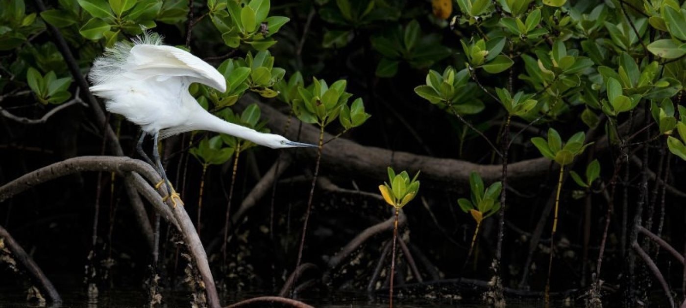 egret_on_a_mangrove_root-_kenya_credit_stephanie_foote.jpg