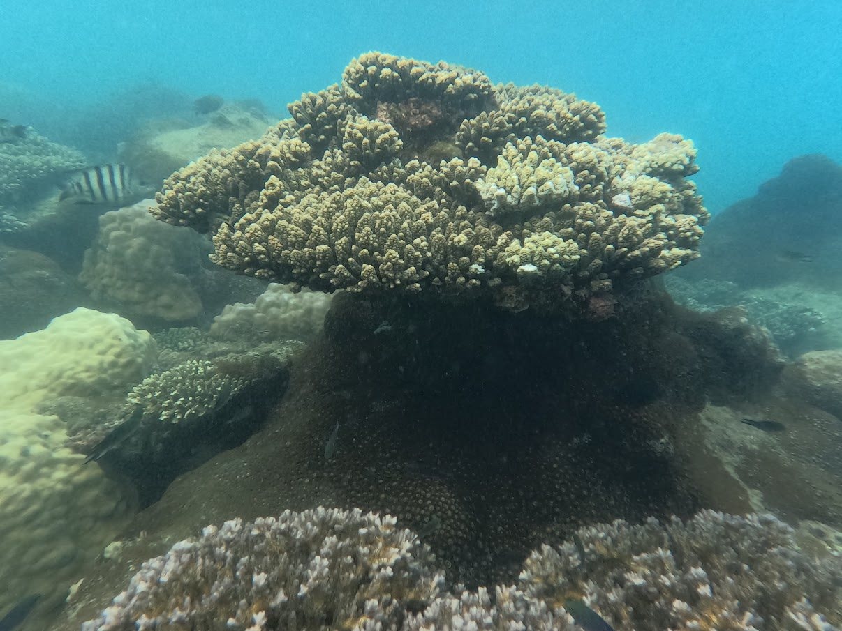 coral-reef-in-nam-du-archipelago_hiep-tran-iucn.jpg