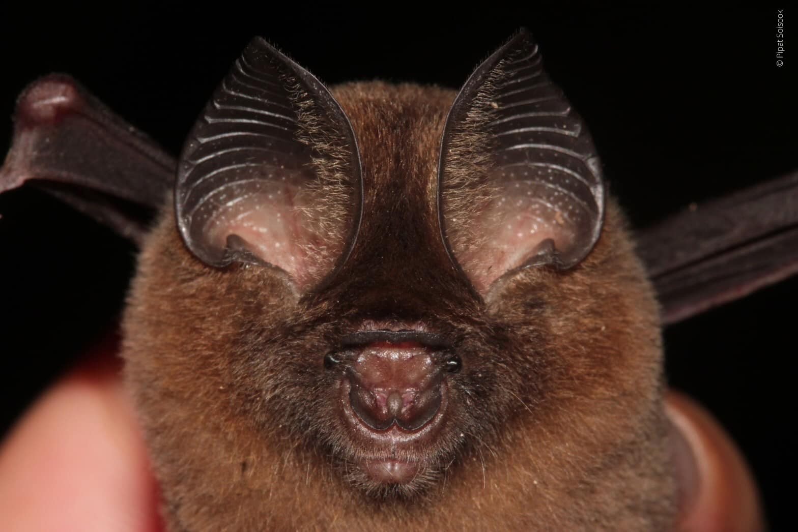 hipposideros-kingstonae-novataxa-pipat-soisook.jpg