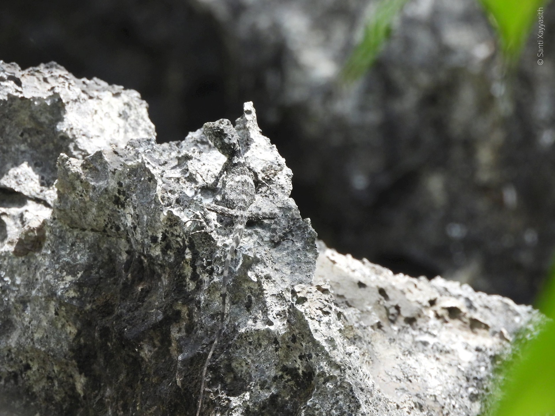 laodracon-carsticola-20-santi-xayyasith.jpg