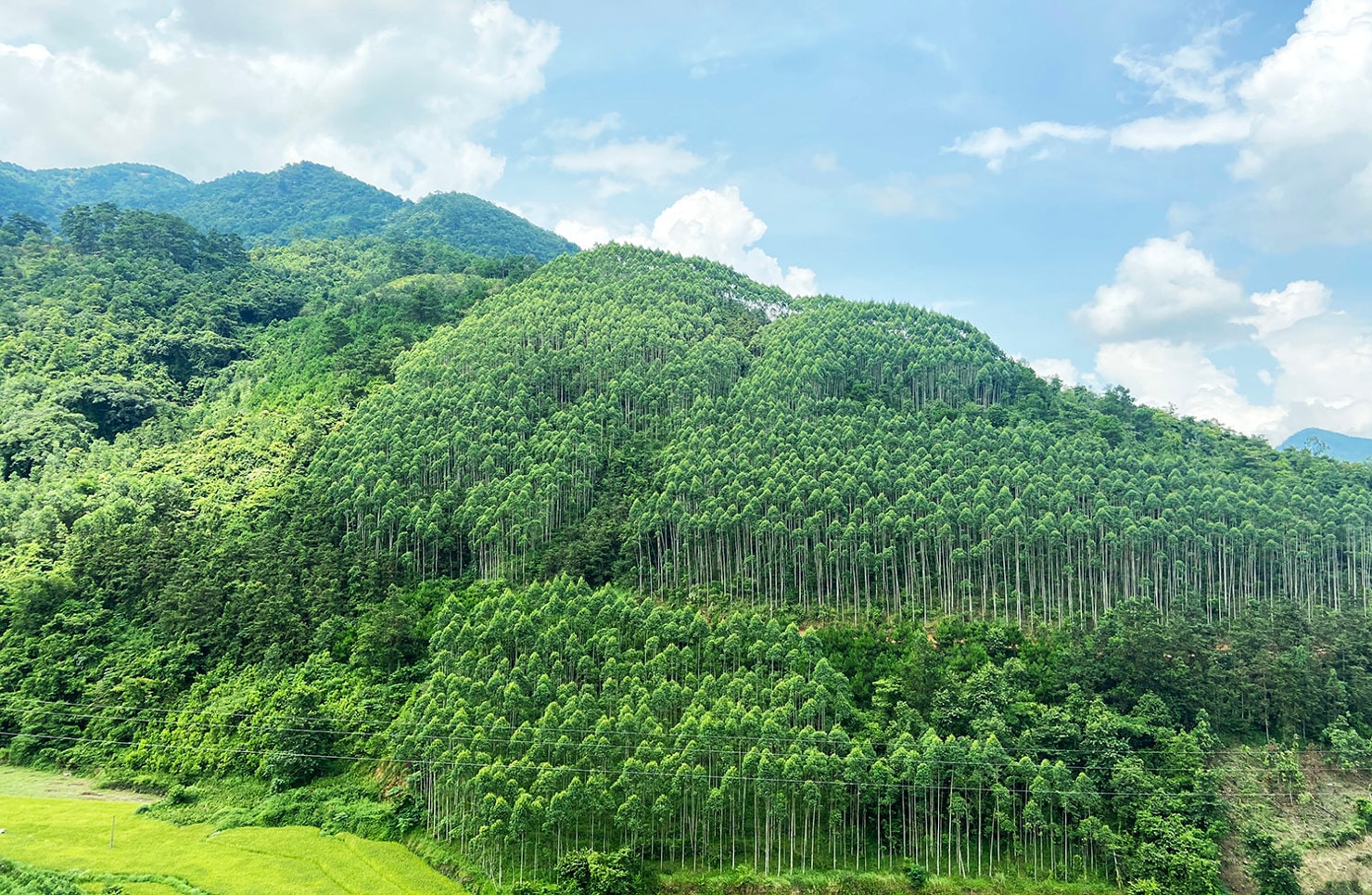 Sửa quy định về kinh phí thực hiện Chương trình Phát triển lâm nghiệp bền vững- Ảnh 1.