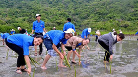 Khánh Hòa: Tái sinh rừng ngập mặn