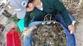 Tôm hùm, cá mú nuôi bị chết hàng loạt ở Phú Yên
