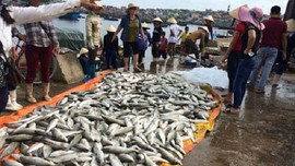 Thanh Hóa: Xác định cá chết tại Nghi Sơn là do thủy triều đỏ