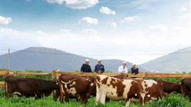 Vinamilk với Trang trại bò sữa Organic chuẩn châu Âu đầu tiên tại Việt Nam