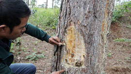 Cty nguyên liệu giấy Tân Mai để mất rừng, lấn chiếm đất rừng
