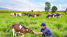 Vinamilk đạt chứng nhận Trang trại bò sữa Organic đầu tiên tại Việt Nam