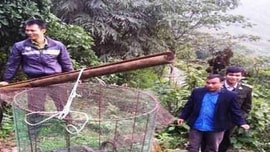 Lào Cai: Thả vào rừng tự nhiên 1 con trăn đất loại quý hiếm nặng 25 kg
