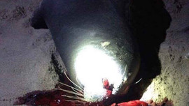 Bình Thuận:  Hải cẩu lên bờ đùa giỡn bị đánh chết