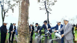 Bí thư Hà Nội: Việc bảo vệ cây xanh chưa được quan tâm đầy đủ