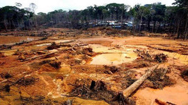 8.000km2 diện tích rừng Amazon bị tàn phá trong năm 2016