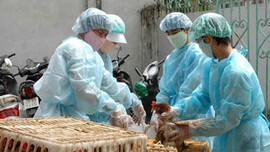 Bộ Y tế họp khẩn đối phó dịch cúm A H7N9 và H5N1