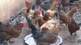 Đắk Lắk: Tái phát cúm A/H5N1 trên gà
