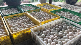 Tiêu hủy  hơn 2 vạn quả trứng gia cầm nhập lậu từ Trung Quốc