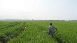 Quảng Trị: Hơn 1.500 hecta lúa bị nhiễm rầy