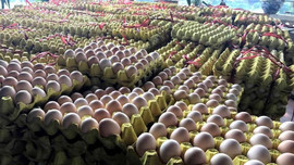 Bắt giữ gần 60 ngàn quả trứng gà nhập lậu từ Trung Quốc
