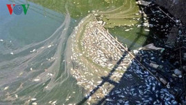 Cà Mau: Cá chết hàng loạt trên nhiều tuyến kênh rạch
