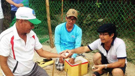 Quảng Nam: Tiếp nhận 450 trứng rùa về đảo Cù Lao Chàm nghiên cứu
