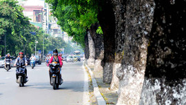 Hàng cây xà cừ trên đường Kim Mã trước ngày đánh chuyển