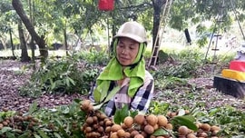 Hưng Yên: Nhãn lồng Hưng Yên cho nguồn thu trên 900 tỷ đồng