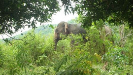 Lên phương án di dời cá thể voi hoang dã tại Sông Mã, Sơn La