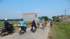 Thừa Thiên Huế: Trâu, bò thả rông - mối nguy tai nạn giao thông