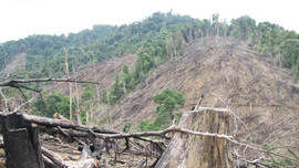 Quảng Nam: Kỷ luật cảnh cáo Bí thư, Chủ tịch xã liên quan đến vụ phá rừng tại huyện Tiên Phước