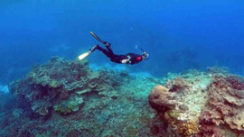 BĐKH làm axit hóa đại dương, các rạn san hô có nguy cơ biến mất