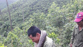 Hà Tĩnh: Thu dọn rừng, bắt được trăn nặng gần 20 kg