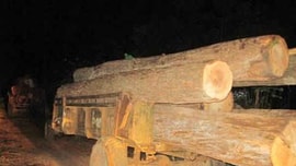 Phạt 7,5 triệu đồng đối tượng vận chuyển gỗ lậu