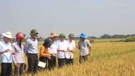 Quảng Trị: Sản xuất nông nghiệp vụ Đông Xuân phá vỡ “kỷ lục” về bội thu mùa màng