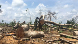 Đắk Nông: 6 tháng đầu năm xảy ra hơn 300 vụ phá rừng trái phép
