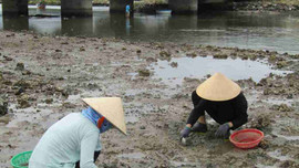 Phú Yên: Gập ghềnh mưu sinh nghề cào sò trên đầm