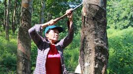 Thừa Thiên Huế: Dân “khổ” vì mủ cao su rớt giá