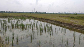 TP Vinh (Nghệ An): Hàng loạt vi phạm đất nông nghiệp ở Hưng Đông