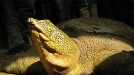 Hà Nội: Ban hành Kế hoạch Bảo vệ an toàn rùa Hoàn Kiếm